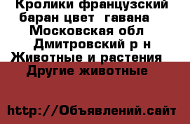 Кролики французский баран цвет (гавана) - Московская обл., Дмитровский р-н Животные и растения » Другие животные   